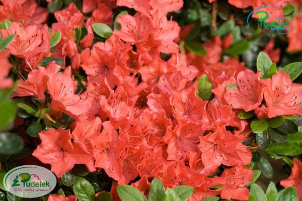 Azalia japońska Fumiko